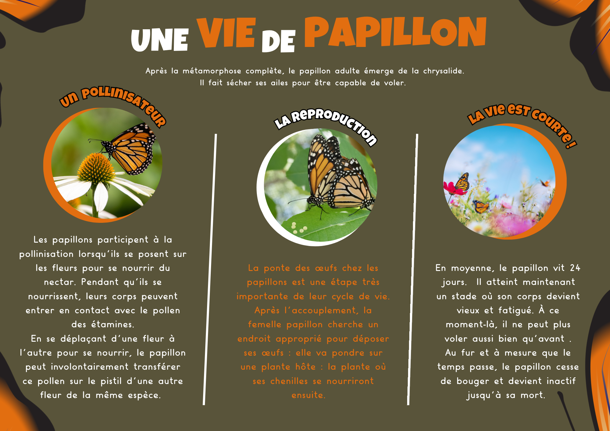 Sciences CM1 — Une vie de Papillon (article)